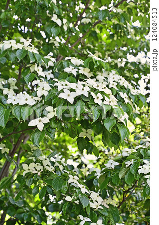 中山道安中宿散歩:樹木  ヤマボウシ  ミズキ科 安中市安中 中山道安中宿散歩:樹木  ヤマボウシ  ミズキ科 安中市安中 124084513