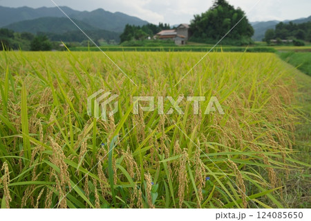 秋の実り、たわわに実る稲穂(仁多郡） 124085650