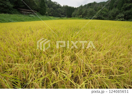 黄金色に実った稲（仁多郡） 124085651