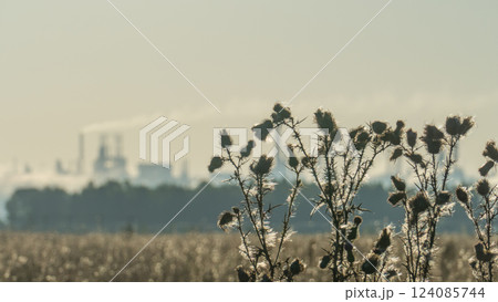 Stems of thorny thistle against the background of smoking chimneys of a chemical plant on the horizon Stems of thorny thistle against the background of smoking chimneys of a chemical plant on the horizon 124085744