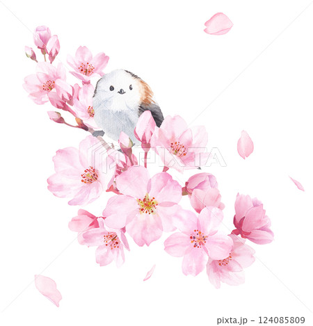 春の花：桜の花と小鳥（エナガ）の水彩イラスト。クローズアップ