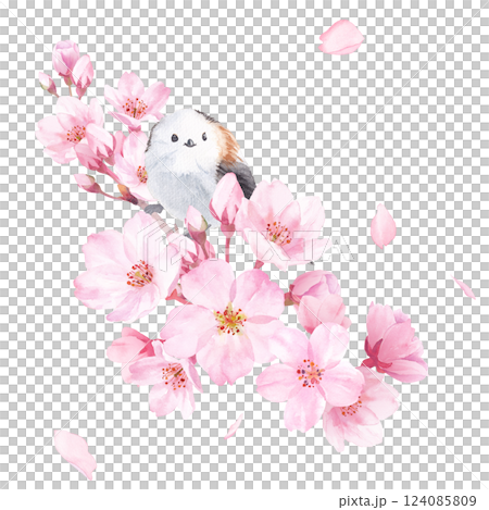 春天的花朵：櫻花和小鳥（長尾山雀）的水彩插圖。特寫。剪貼畫（透明背景） 124085809