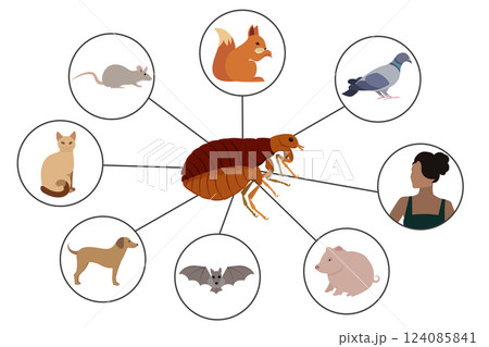 Flea Infestation, Exploring Common Hosts and Transmission to Humans Flea Infestation, Exploring Common Hosts and Transmission to Humans 124085841