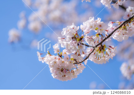 【桜素材】あさひ舟川・舟川べりの桜と青空【富山県】 【桜素材】あさひ舟川・舟川べりの桜と青空【富山県】 124086010