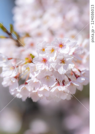 【桜素材】あさひ舟川・舟川べりの桜と青空【富山県】 【桜素材】あさひ舟川・舟川べりの桜と青空【富山県】 124086013