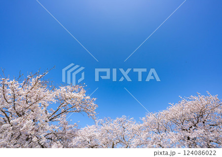 【桜素材】あさひ舟川・舟川べりの桜と青空【富山県】 【桜素材】あさひ舟川・舟川べりの桜と青空【富山県】 124086022