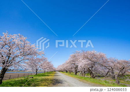 【桜素材】あさひ舟川・舟川べりの桜と青空【富山県】 【桜素材】あさひ舟川・舟川べりの桜と青空【富山県】 124086033