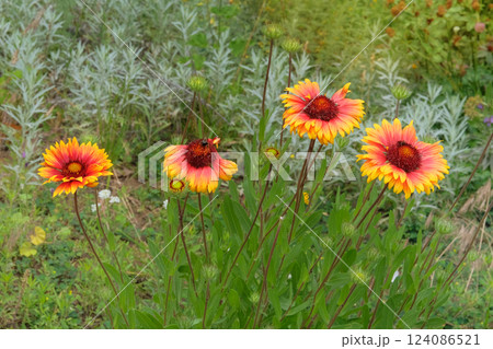 Flowers of Gaillardia is growing in garden. Plant of Aster family. Gaillardia grows in meadow or open areas. Sunny day. 124086521