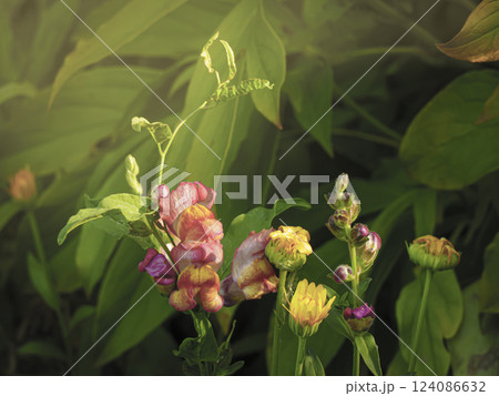 Blooming snapdragons and marigolds in sunlight 124086632