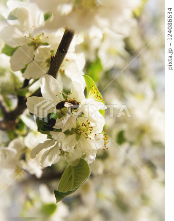 A branch of a blossoming apple tree with a bee flying up to its flowers 124086634