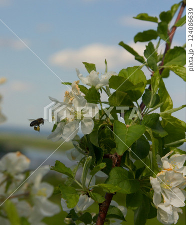 A branch of a blossoming apple 124086639