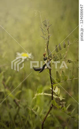Withering stem with Vicia sepium L pod in an arid field with chamomile in the background 124086647
