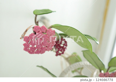 porcelain flower. unopened pink buds-baskets of hanging flower clusters of the exotic plant 124086778