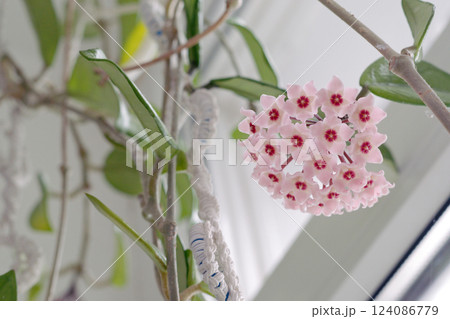 Hoya carnosa big inflorescence. rare nice pink blooming flowers cluster hanging from top Hoya carnosa big inflorescence. rare nice pink blooming flowers cluster hanging from top 124086779