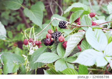 black raspberries bush. fragment of dense thickets with the branchlets of ripe and ripeneing berries black raspberries bush. fragment of dense thickets with the branchlets of ripe and ripeneing berries 124086786