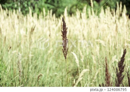 ripe and fluffy ears of reed grass on blurred background of spikelets field and green foliage in distance 124086795