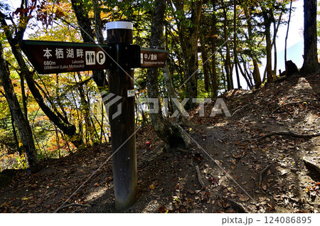天子山地の峠　中之倉峠の森 124086895