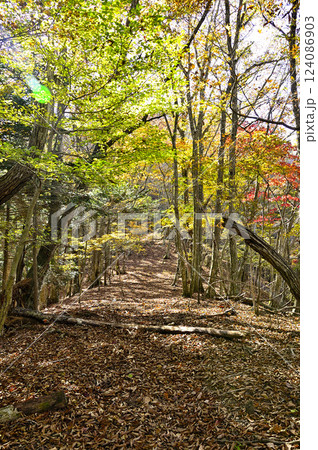 天子山地の中ノ倉山 紅葉の山道 天子山地の中ノ倉山 紅葉の山道 124086903