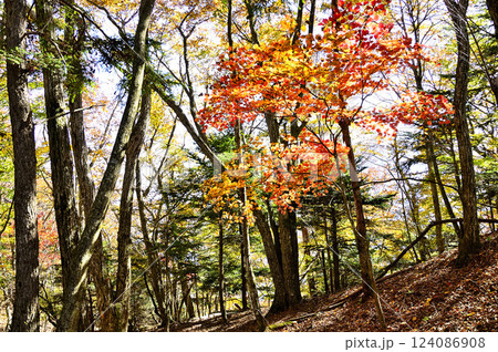 天子山地の中ノ倉山　紅葉のハウチワカエデ 124086908