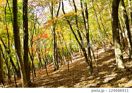 天子山地の中ノ倉山 紅葉の山地 天子山地の中ノ倉山 紅葉の山地 124086911