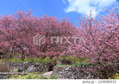 雪割桜 花時 (高知県 須崎市) 雪割桜 花時 (高知県 須崎市) 124086914