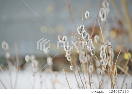 ネコヤナギ(出雲市） 124087130