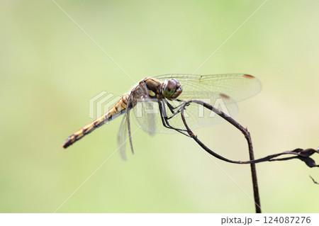 枝に止まるトンボ 124087276