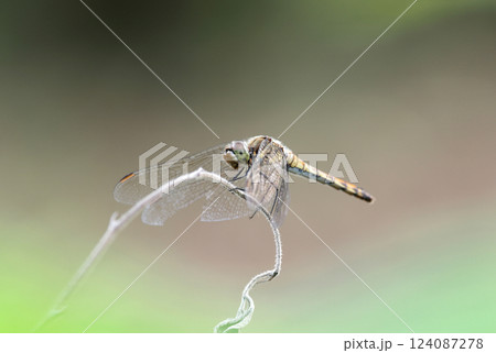 枝に止まるトンボ 124087278