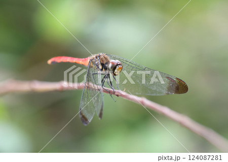 枝に止まるトンボ 枝に止まるトンボ 124087281