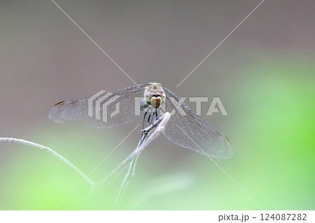 枝に止まるトンボ 124087282