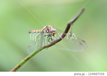 枝に止まるトンボ 124087330