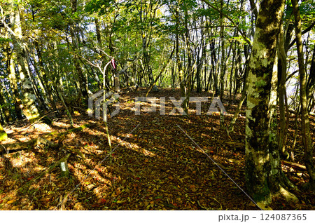 御坂山地の横沢ノ頭山頂 森の中の頂 御坂山地の横沢ノ頭山頂 森の中の頂 124087365