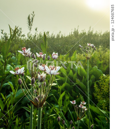 Blooming Butomus umbellatus L.Dawn in june Blooming Butomus umbellatus L.Dawn in june 124087685