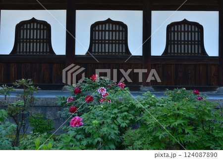 火灯窓とボタンの花 建仁寺 火灯窓とボタンの花 建仁寺 124087890