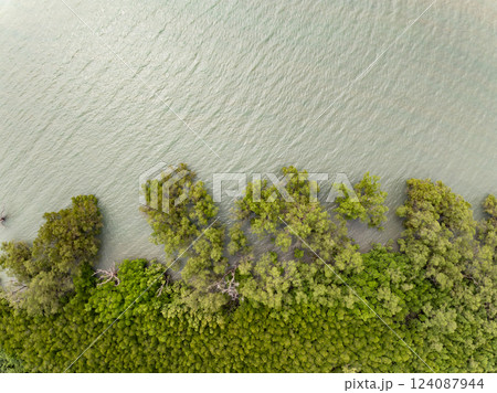 Amazing abundant mangrove forest river,Aerial view of forest trees Rainforest ecosystem and healthy environment background, Texture of green trees forest top down High angle view Amazing abundant mangrove forest river,Aerial view of forest trees Rainforest ecosystem and healthy environment background, Texture of green trees forest top down High angle view 124087944