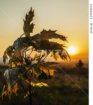 Maple at sunrise in backlight. 124088035