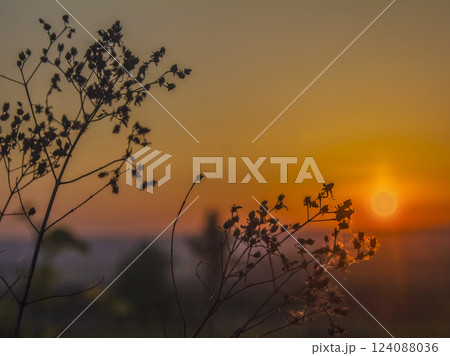 Silhouettes of stems of dry plants at sunrise and a cloudless sky 124088036