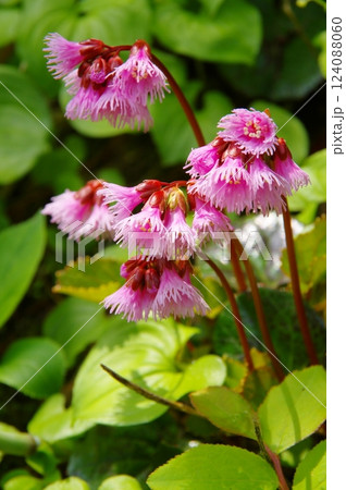 安達太良山のイワカガミ 124088060