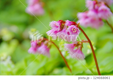 安達太良山のイワカガミ 124088061