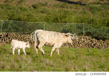 Cow and calf. 124088498