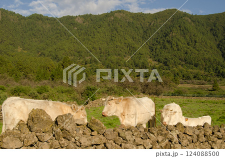 Charolais breed cattle. 124088500
