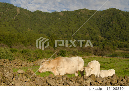 Charolais breed cattle. Charolais breed cattle. 124088504