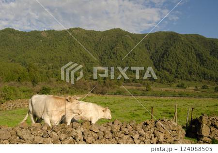 Charolais breed cattle. Charolais breed cattle. 124088505