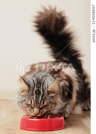 Beautiful cat eating pet food on light background. Cute domestic animal. Vertical photo Beautiful cat eating pet food on light background. Cute domestic animal. Vertical photo 124088697