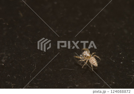 Jumping spider Thyene imperialis. 124088872