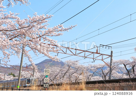 山梨県 甚六桜 ~勝沼駅の旧プラットホーム~ 山梨県 甚六桜 ~勝沼駅の旧プラットホーム~ 124088916
