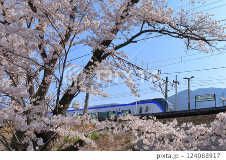 山梨県 甚六桜　～勝沼駅の旧プラットホーム～ 124088917