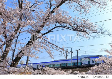 山梨県 甚六桜　～勝沼駅の旧プラットホーム～ 124088918