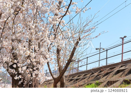 山梨県 甚六桜 ~勝沼駅の旧プラットホーム~ 山梨県 甚六桜 ~勝沼駅の旧プラットホーム~ 124088921