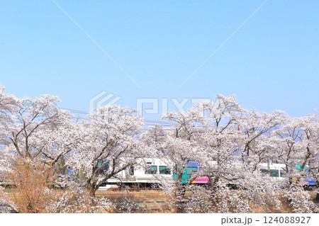 山梨県 甚六桜 ~勝沼駅の旧プラットホーム~ 山梨県 甚六桜 ~勝沼駅の旧プラットホーム~ 124088927